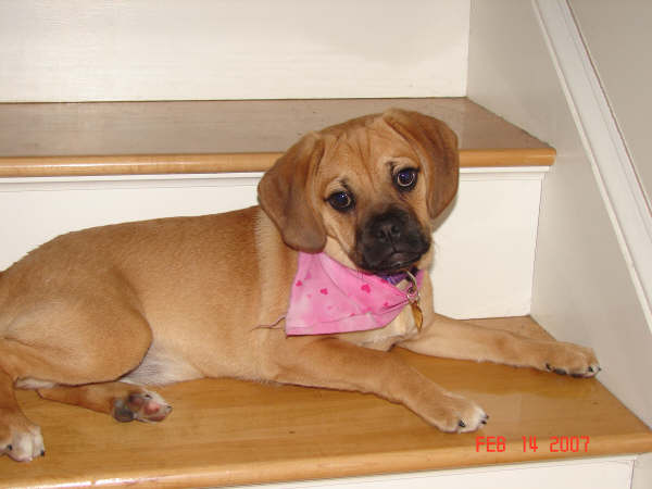 Gracey is one of our first Puggles born here in Loudon, NH. She is a light colored Fawn w/ Black Mask