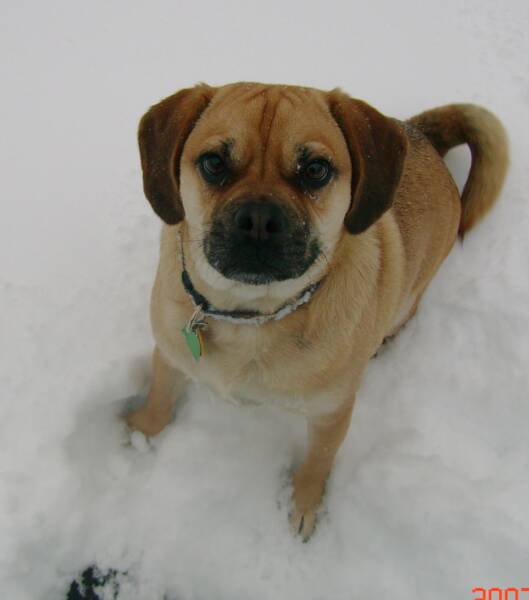 Here is Max one of our past Puggles playing in the snow. 