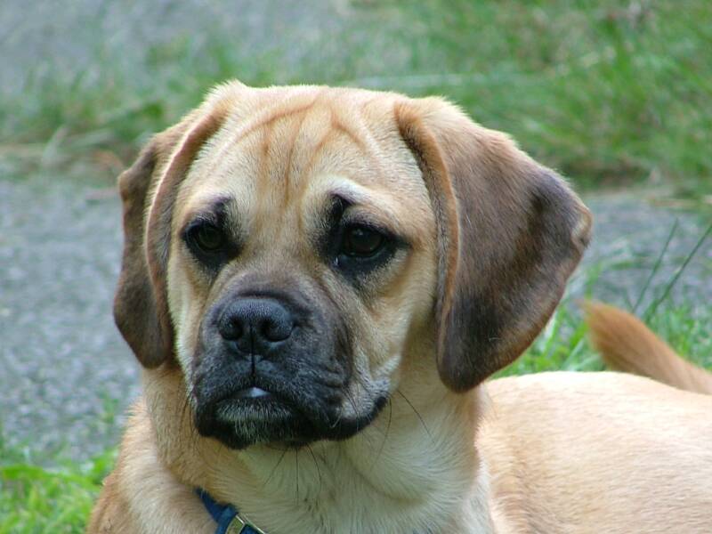 Dobby a male Puggle, favorite pass time is enjoying his family by the Lake side. 