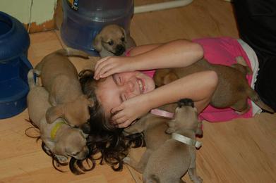 Children and Puggle Puppies how cute