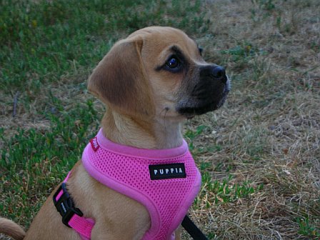 This little Puggle Honey is showing off her new harnest, a great addition to the family she was. 