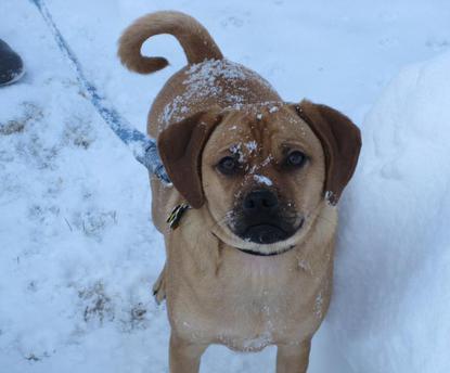 Puggle Playing in Snow