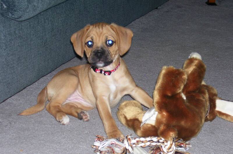 Puggle Puppy playing with Toys